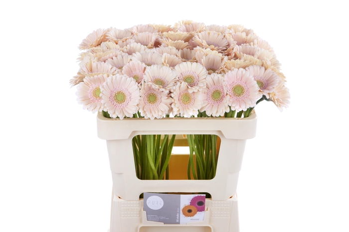 <h4>Germini Alix-Noor Water</h4>