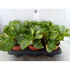 Peperomia