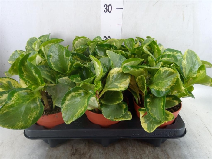 <h4>Peperomia</h4>