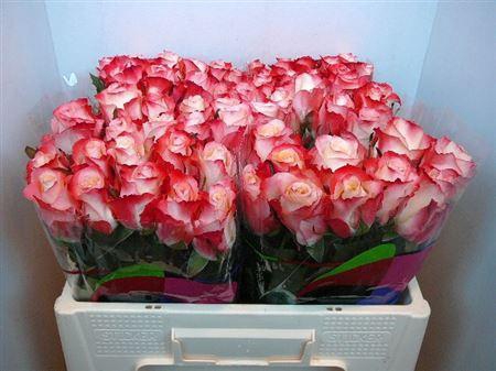 <h4>R Gr Cabaret</h4>