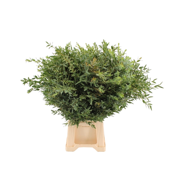 <h4>Euca Parvifolia 300 Gram</h4>
