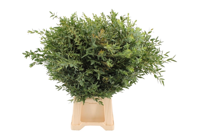 <h4>Euca Parvifolia 400 Gram</h4>