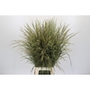 Panicum Dewey Blue