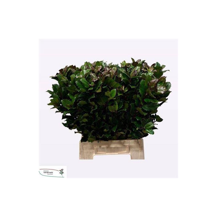 <h4>Ilex Bl M Blue Prince</h4>