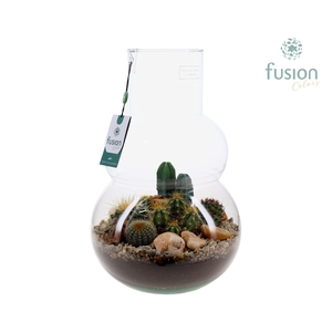 Green Bottle Olaf Large met Cactussen arrangement