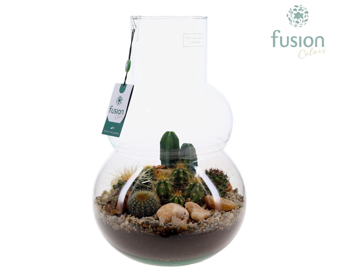 <h4>Green Bottle Olaf Large met Cactussen arrangement</h4>