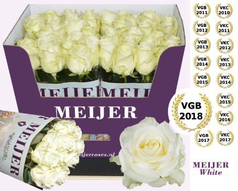 <h4>Rosa GR 'Avalanche+' Meijer</h4>