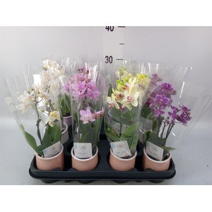 Phalaenopsis   ...mini