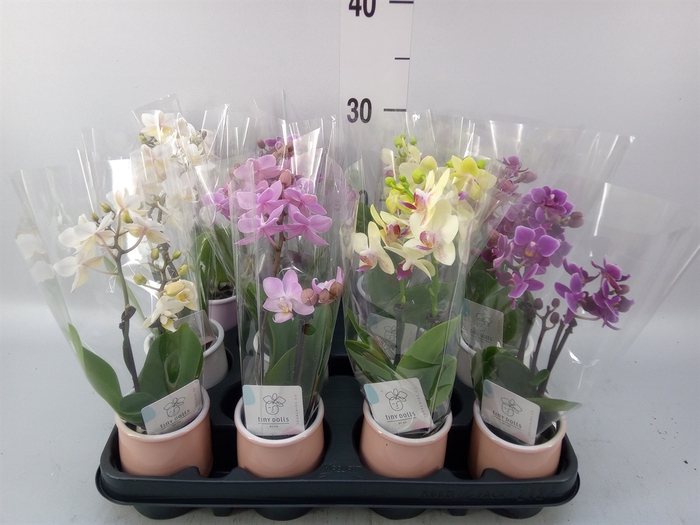 <h4>Phalaenopsis   ...mini</h4>