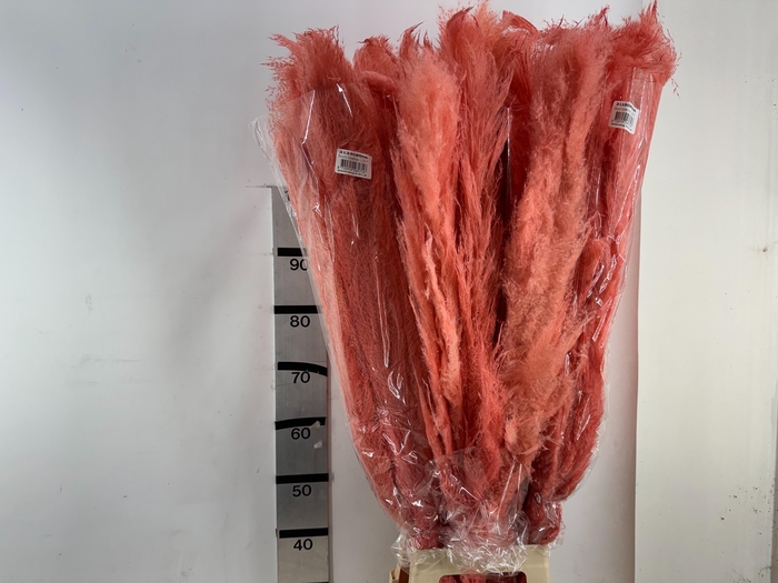 <h4>HUIS EN TUINDECO H%</h4>