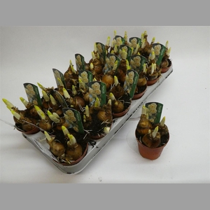 Narcis D Bridal Crow