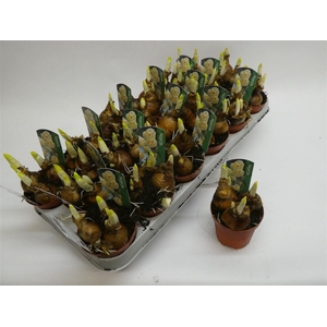 Narcis D Bridal Crown