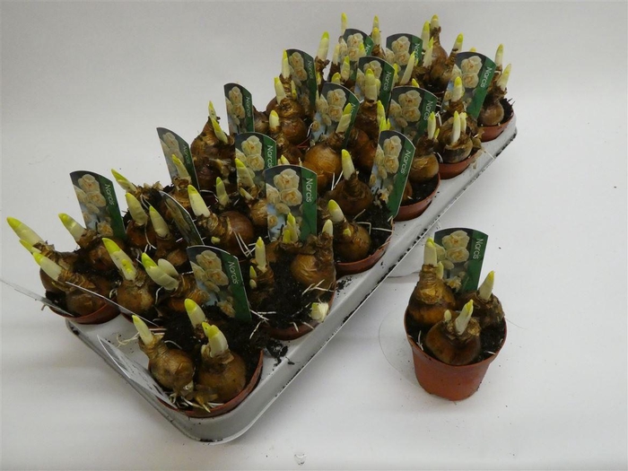 <h4>Narcis D Bridal Crown</h4>