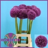 ALLIUM PINBALL WIZAR