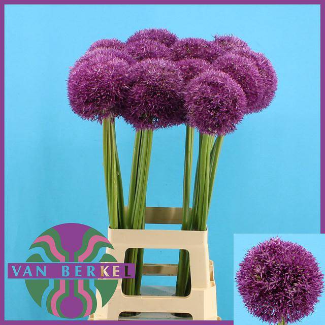 ALLIUM PINBALL WIZAR