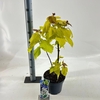 Catalpa Aurea