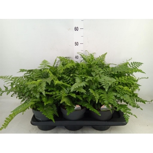 Asplenium  'Parvati'