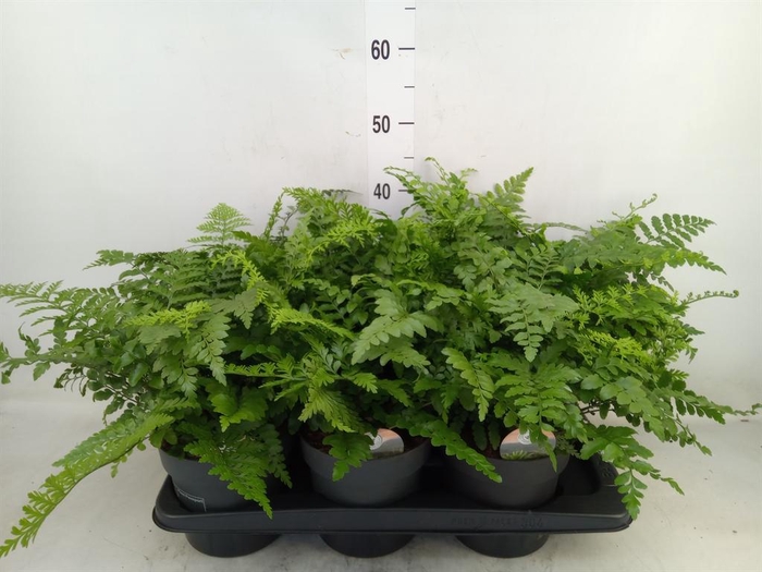 <h4>Asplenium  'Parvati'</h4>