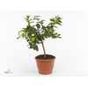 Citrus aurantifolia