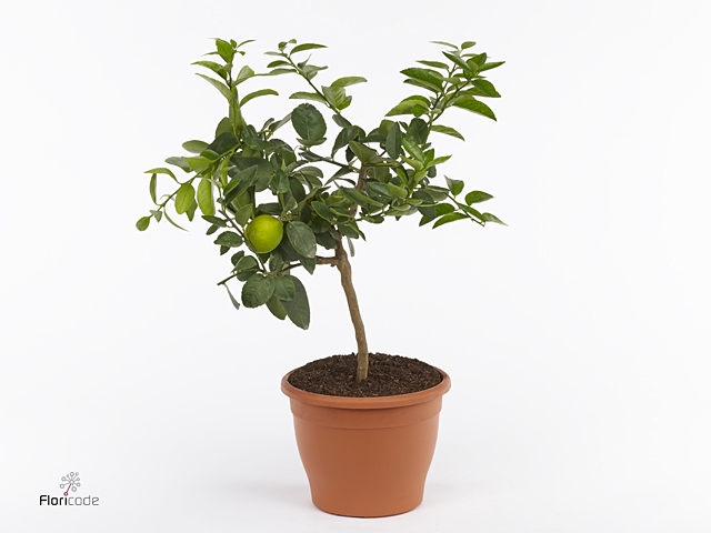 Citrus aurantifolia