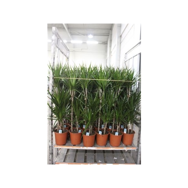 <h4>Dra Marginata 60-30-15 Cm</h4>