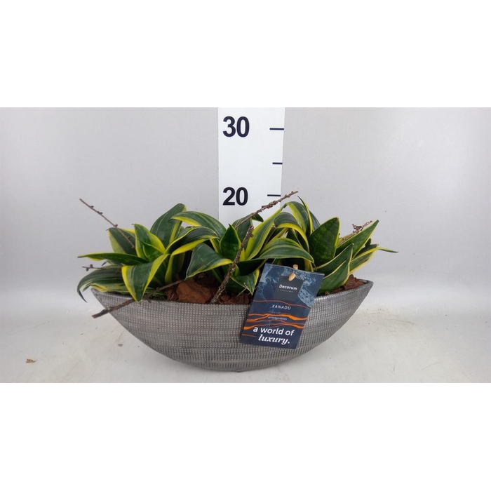 <h4>Arr.    Planten  H%</h4>