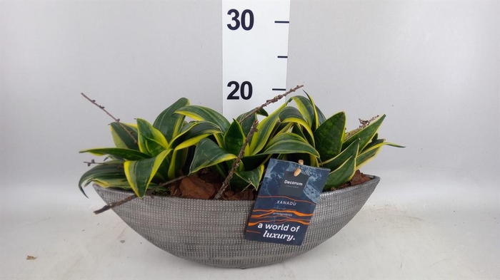 Arr.    Planten  H%