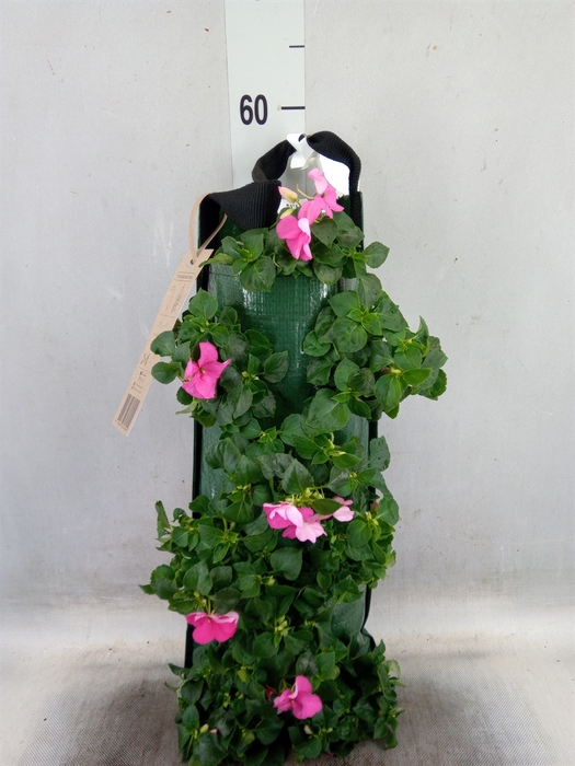 <h4>Impatiens wall.   ...</h4>