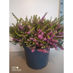 ERIC DA KRAMERS ROTE