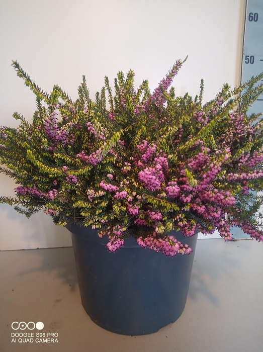 <h4>ERIC DA KRAMERS ROTE</h4>