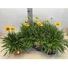 Coreopsis grandiflora