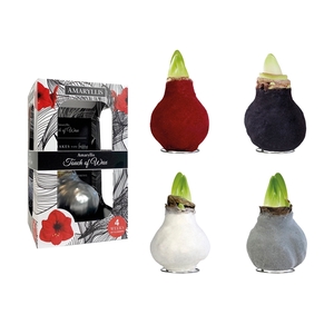Amaryllis Red Velvet I Mix Carton