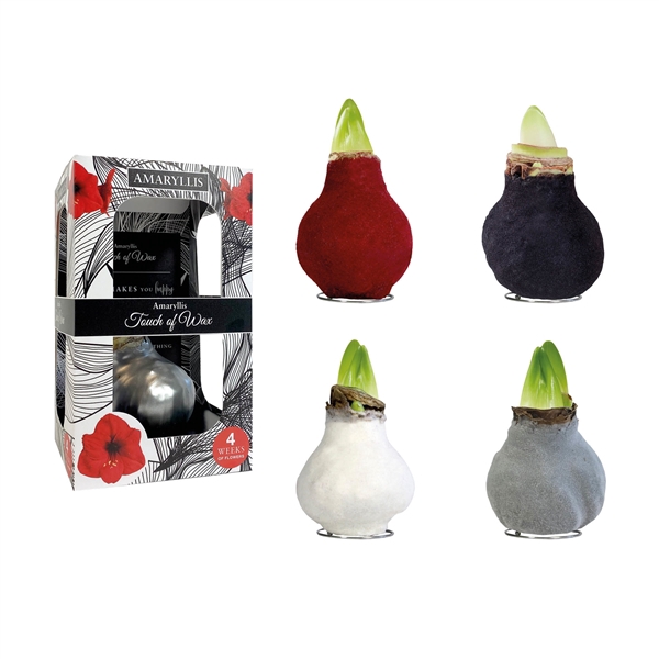 <h4>Amaryllis Red Velvet I Mix Carton</h4>
