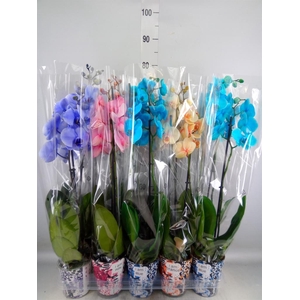 Phalaenopsis   ...