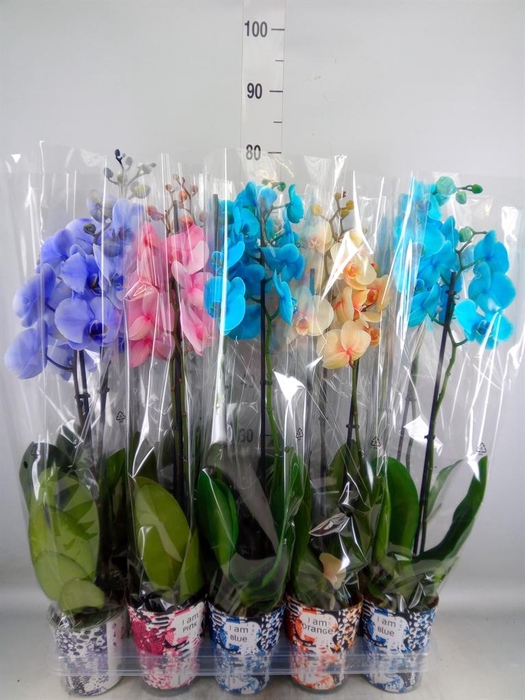 <h4>Phalaenopsis   ...</h4>