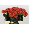 Dahlia Orange Fox