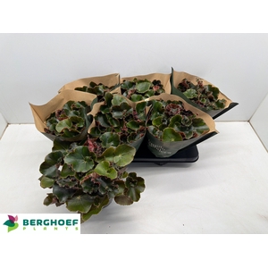 BEG ERY BLACK JUNGLE