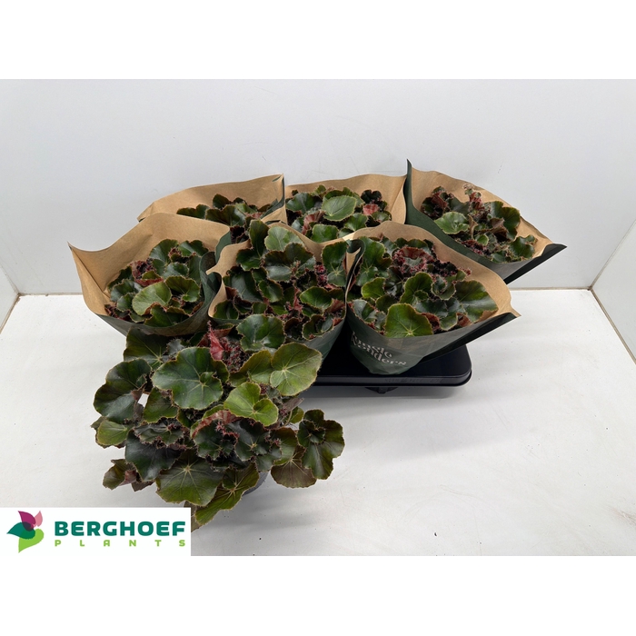 <h4>BEG ERY BLACK JUNGLE</h4>