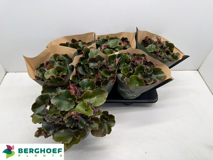 BEG ERY BLACK JUNGLE