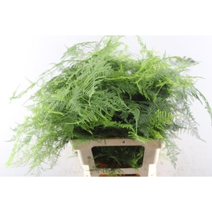 Asparagus Extra Veren L 65