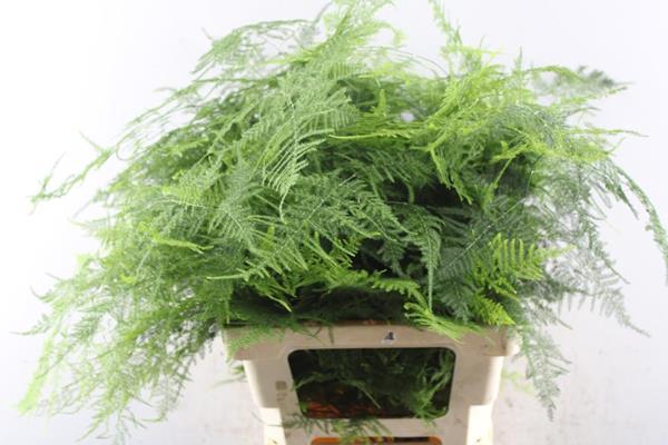 <h4>Asparagus Extra Veren L 65</h4>