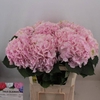 Hydrangea verena