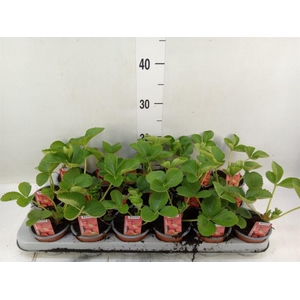 Fragaria ananassa 'Elsanta'