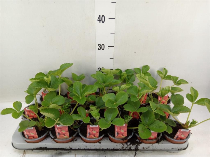 <h4>Fragaria ananassa 'Elsanta'</h4>