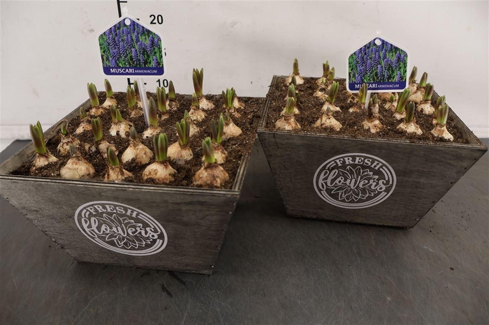 <h4>* Arr. Hout Vierkant Muscari 26 Cm.</h4>