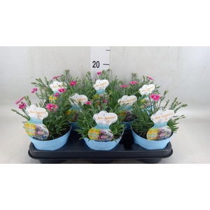 Dianthus  'Flutterburst'