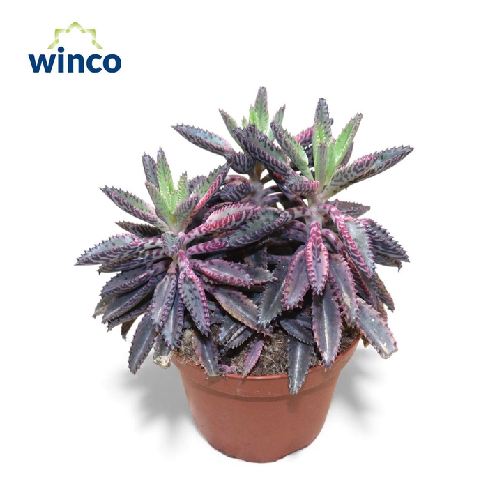 <h4>Kalanchoe Daigremontiana Pink</h4>