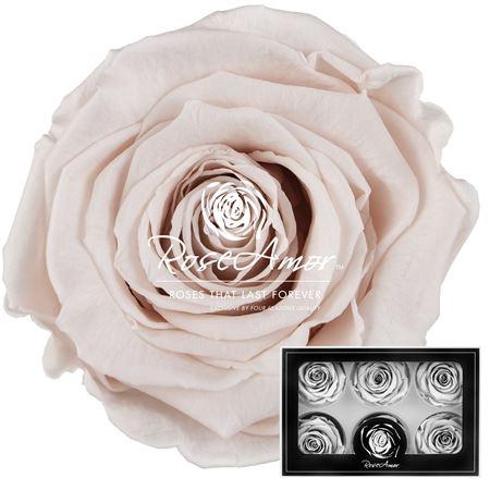 <h4>Lplus Pin79</h4>