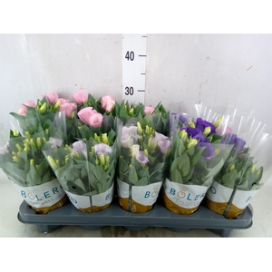 Eustoma russ. DU 'Bolero'   ...mix