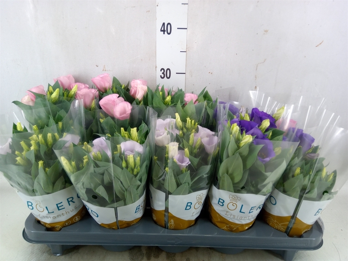 <h4>Eustoma russ. DU 'Bolero'   ...mix</h4>